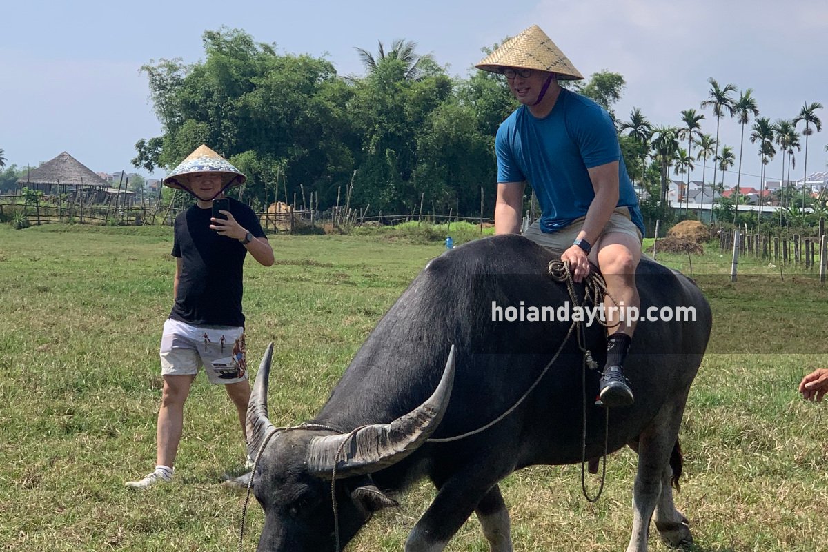 water buffalo ride