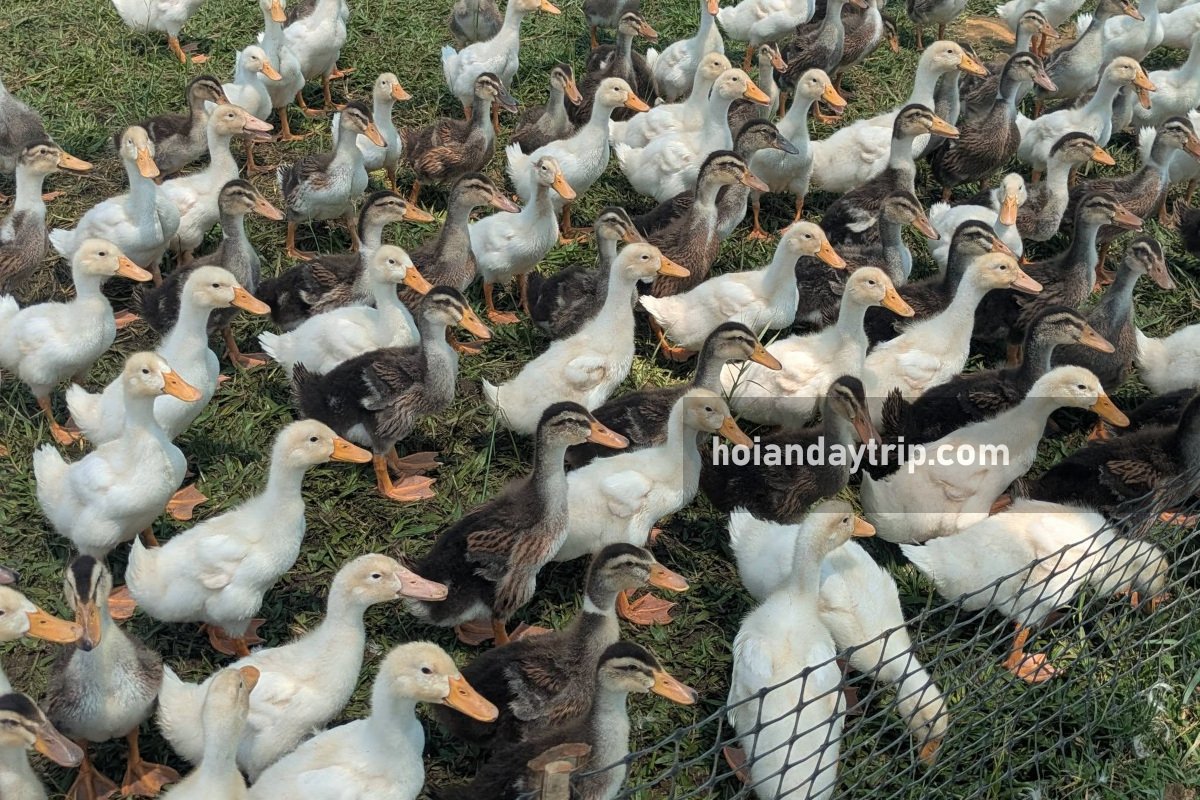 hoi an duck farm 4