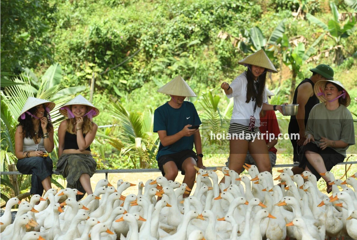 hoi an duck farm