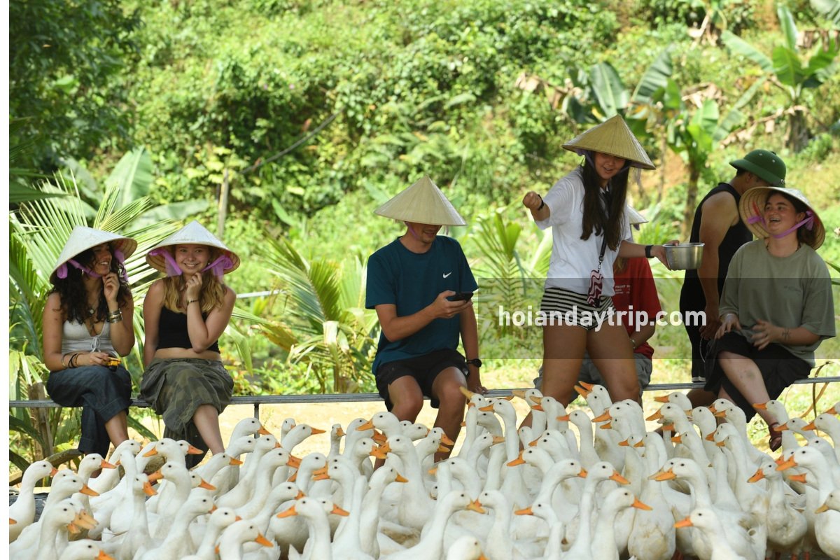 hoi an duck farm